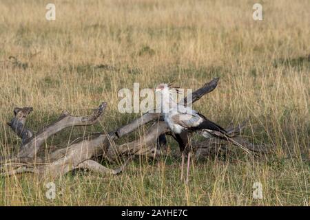 Un uccello del segretario (Sagittario serpentarius) sta camminando attraverso le praterie che cercano il cibo nelle praterie della Riserva nazionale di Masai Mara in Foto Stock