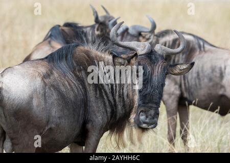 Primo piano di un'azienda, detta anche gnus o wildehai, nelle praterie del Masai Mara in Kenya. Foto Stock