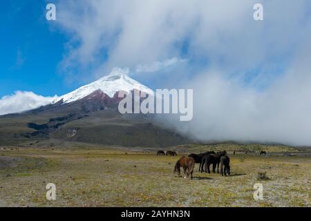 Cavalli che pascolano nel Parco Nazionale Cotopaxi con il vulcano Cotopaxi (5.897 metri, altezza 19347 piedi), uno stratovulcano attivo nelle Ande vicine Foto Stock