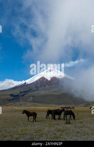 Cavalli che pascolano nel Parco Nazionale Cotopaxi con il vulcano Cotopaxi (5.897 metri, altezza 19347 piedi), uno stratovulcano attivo nelle Ande vicine Foto Stock