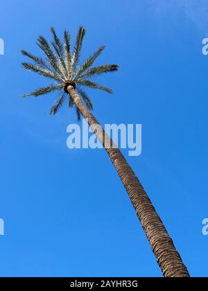 very tall palm tree in Sevilla, Spain, against blue sky Foto Stock
