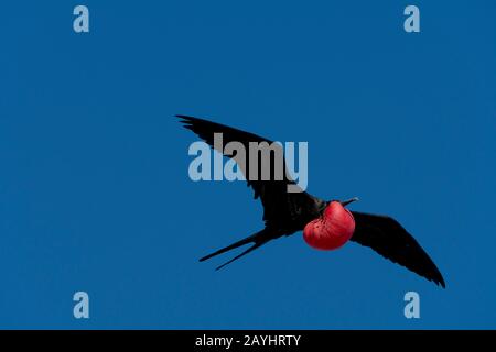 Un uccello maschio fregata con sacca di gola gonfia sta volando sopra l'isola di Genovesa (isola della Torre) nelle isole Galapagos, Ecuador. Foto Stock