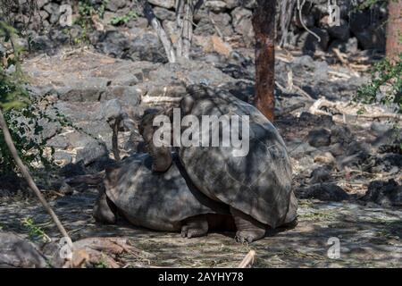 Tartarughe giganti si accoppiano alla stazione di ricerca Charles Darwin di Puerto Ayora sull'isola di Santa Cruz (Infaticabile) nelle isole Galapagos, Ecuador. Foto Stock