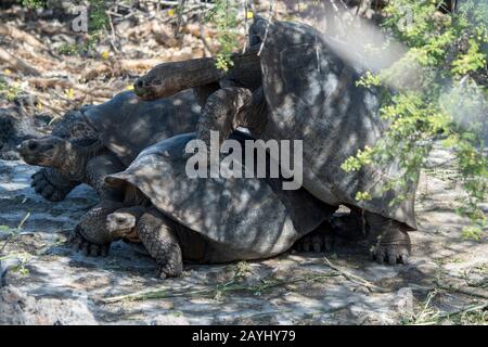 Tartarughe giganti si accoppiano alla stazione di ricerca Charles Darwin di Puerto Ayora sull'isola di Santa Cruz (Infaticabile) nelle isole Galapagos, Ecuador. Foto Stock