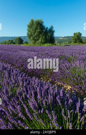 Un campo di lavanda con il villaggio di Lacoste nel Luberon sullo sfondo, nella regione Provence-Alpes-Cote d Azur nel sud della Francia. Foto Stock