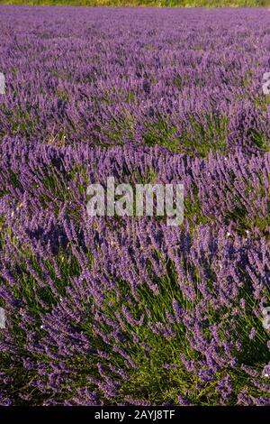 Un campo di lavanda con vicino al villaggio di Lacoste nel Luberon, Provenza-Alpi-Costa Azzurra nella Francia meridionale. Foto Stock