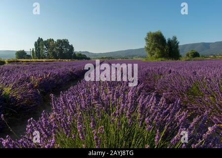 Un campo di lavanda con vicino al villaggio di Lacoste nel Luberon, Provenza-Alpi-Costa Azzurra nella Francia meridionale. Foto Stock