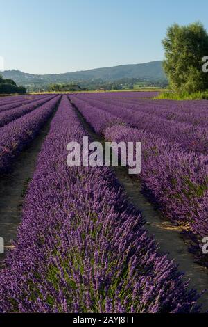 Un campo di lavanda con vicino al villaggio di Lacoste nel Luberon, Provenza-Alpi-Costa Azzurra nella Francia meridionale. Foto Stock