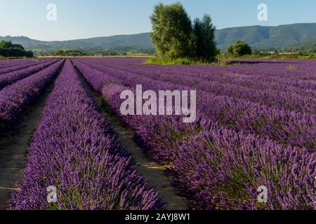 Un campo di lavanda con vicino al villaggio di Lacoste nel Luberon, Provenza-Alpi-Costa Azzurra nella Francia meridionale. Foto Stock