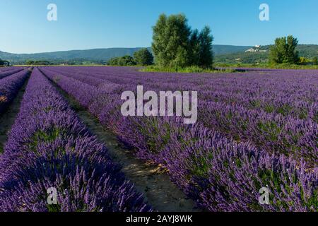 Un campo di lavanda con il villaggio di Lacoste nel Luberon sullo sfondo, nella regione Provence-Alpes-Cote d Azur nel sud della Francia. Foto Stock