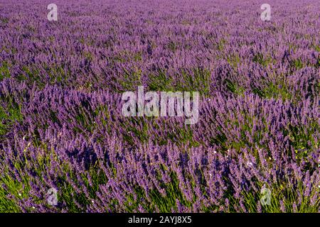 Un campo di lavanda con vicino al villaggio di Lacoste nel Luberon, Provenza-Alpi-Costa Azzurra nella Francia meridionale. Foto Stock