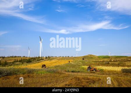 In autunno, turbine eoliche e cavalli sulla prateria Foto Stock