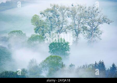 Valle di Viroin al mattino nebbia, Belgio, Wallonie, Viroinvallei, Dourbes Foto Stock