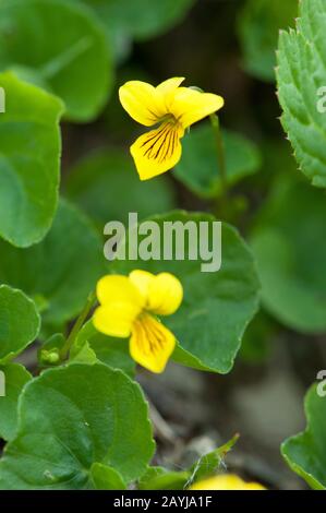 Giallo legno violetto, giallo-violetto alpino, viola Twoflower (Viola biflora), fioritura, Austria, Kleinwalsertal Foto Stock