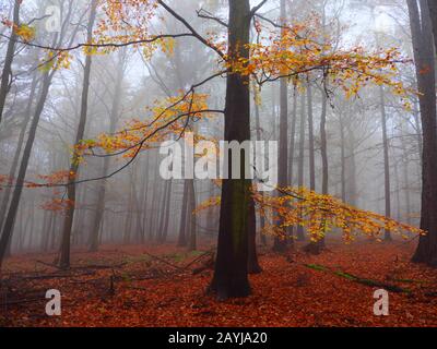 Faggio comune (Fagus sylvatica), faggeta in autunno nebbia, Repubblica Ceca, Monti Erz, Mikulov Foto Stock