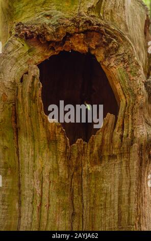 Quercia (Quercus spec.), legno morto di querce nella riserva naturale di hasbruch, Germania, Brema, NSG Hasbruch Foto Stock