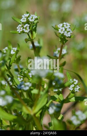 Cornsalad comune, la valeriana, europeo (cornsalad Valerianella locusta), fioritura, Germania Foto Stock