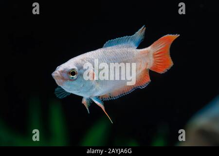 Paradise pesce, paradisefish, paradiso gourami (Macropodus opercularis), nuoto Foto Stock