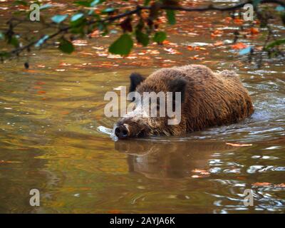 Cinghiale, maiale, cinghiale (Sus scrofa), tusker nuota in acqua, Germania, Sassonia Foto Stock