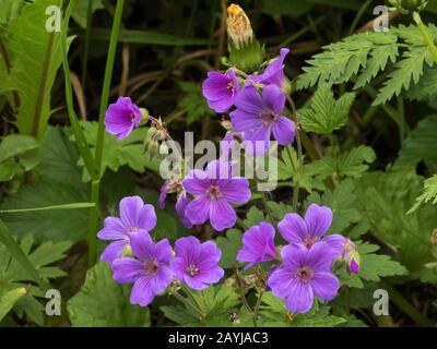 Legno (cranesbill Geranium sylvaticum), fioritura, Norvegia, Troms Foto Stock