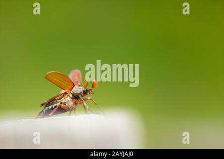 Cockchafer comune, Maybug, Maybeetle (Melolontha melolontha), uomini decollo, Francia, Rosnay, la Brenne Foto Stock