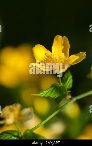 Rose giapponesi, mallow degli ebrei, Mallow degli ebrei (Kerria japonica), fiore Foto Stock