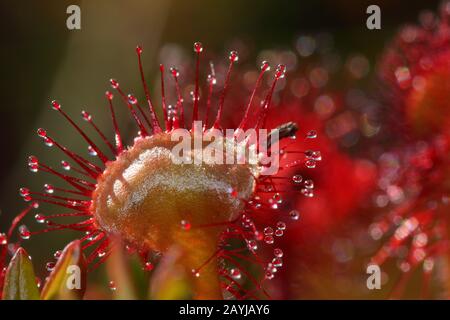 Rugiada a foglia rotonda, rugiada a foglia rotonda (Drosera rotundifolia), foglia, Germania Foto Stock