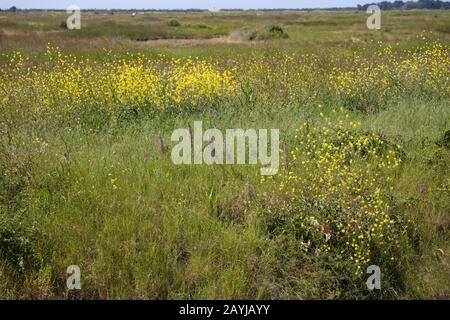 Lucertola orchidea (Himantoglossum hircinum), gruppo in habitat, Francia, Bretagna Foto Stock