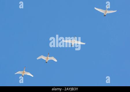 Whooper Swan (Cygnus cygnus), gruppo in volo, Islanda, Vik Foto Stock