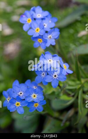 Alpine scordate-me-not (Myosotis alpestris), fioritura, Germania, Baviera Foto Stock