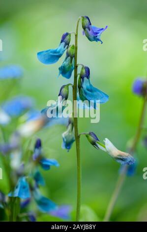 Vetchling primaverile, pisello primaverile, Spring-vetchling, Spring-pea, Spring Vetch (Lathyrus vernus, Orobus vernus), infiorescenza, Germania Foto Stock