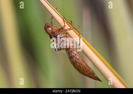 libellula a quattro macchie, chaser a quattro macchie, quattro punti (Libellula quadrimaculata), essuvia vuota a una lama di erba, Austria, Tirolo Foto Stock