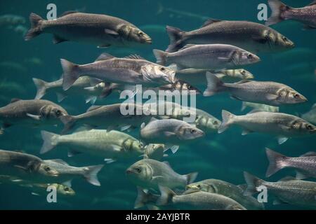 Basso, basso di mare, basso di mare europeo (Dicentrarchus labrax, Roccus labrax, Morone labrax), shoal Foto Stock