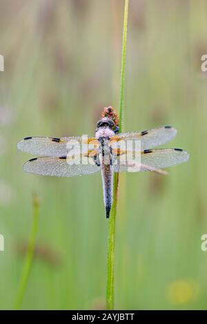 libellula a quattro macchie, chaser a quattro macchie, quattro punti (Libellula quadrimaculata), chaser di riposo nel luogo di notte in un prato con rugiada, Germania, Nord Reno-Westfalia Foto Stock