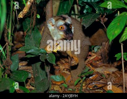 Lemur marrone rosso-frontato, Lemur marrone di Audebert, lemur marrone rosso (Eulemur fulvus rufus), mangiare nello shrubbery Foto Stock