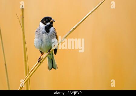 Coniglietto di canna (Emberiza schoeniclus), maschio su foraggio di canna nel disegno di legge, Paesi Bassi, Gelderland, Nijkerk Foto Stock