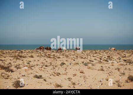 I cammelli stanno pascolando sulla costa dell'Oceano Atlantico, l'Africa Foto Stock