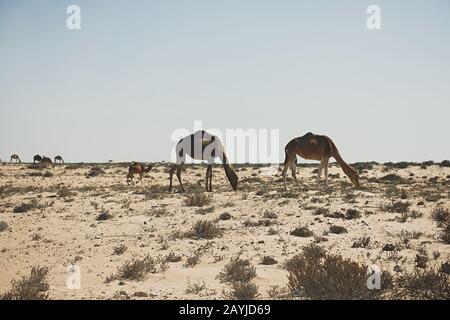 I cammelli stanno pascolando sulla costa dell'Oceano Atlantico, l'Africa Foto Stock