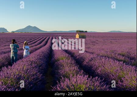 Modelli russi che posano in campo di lavanda sull'altopiano di Valensole vicino a Digne-les-Bains e le gole del Verdon nella regione Alpes-de-Haute-Provence in s. Foto Stock