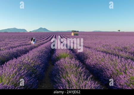 Modelli russi in posa in campo di lavanda con una piccola capanna di pietra (Mazet) sull'altopiano di Valensole vicino a Digne-les-Bains e le gole del Verdon in Alpe Foto Stock