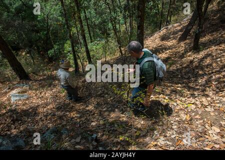 Hiker sul sentiero per le cascate nella foresta e colline sopra il villaggio Mixtec di San Juan Contreras vicino Oaxaca, Messico. Foto Stock