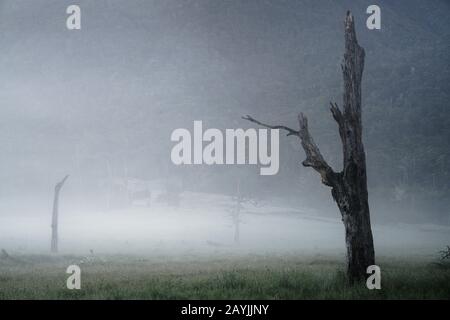 Moody misty mattina presto, alberi morti nella nebbia, St. James Walkway, Nuova Zelanda. Foto Stock