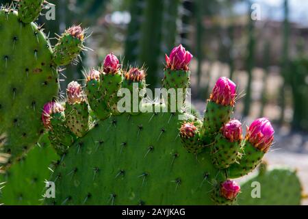 Primo piano di cactus di Opuntia con fiori in un giardino di cactus presso il sito archeologico mesoamericano di Mitla, una piccola città nella Valle di Oaxaca, a sud Foto Stock