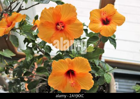 Fiori Di Hibiscus Giallo Con Throat Rosso E Foglie Verdi Foto Stock