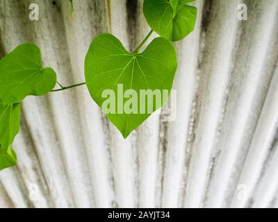 Foglie di Ivy a forma di cuore su recinto fatto di tegole ondulate tetto Foto Stock