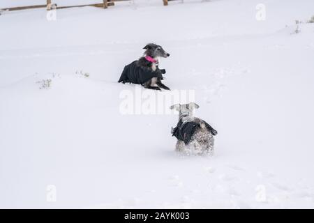 Due cani con cappotti che giocano e corrono nella neve Foto Stock