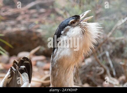 Bustard australiano (Ardeotis australis) che chiama con setole di gola Foto Stock