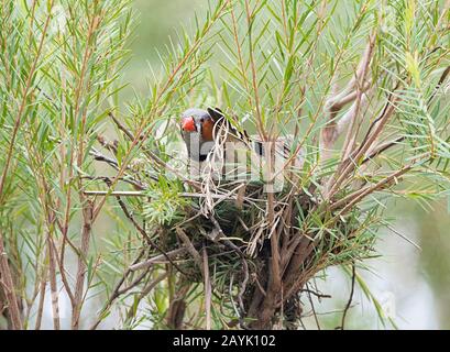 Zebra Finch (Poephila guttata o Taenopygia guttata) nidificazione Foto Stock