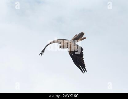 Whistling Kite (Haliastur sphenurus) in volo Foto Stock