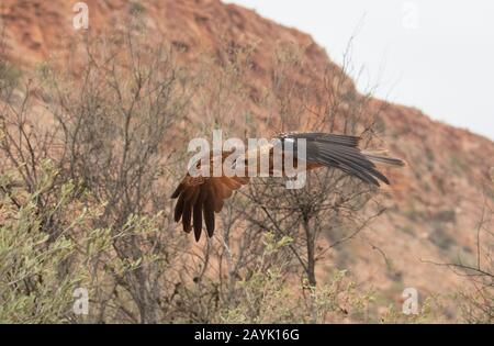 Whistling Kite (Haliastur sphenurus) in volo Foto Stock